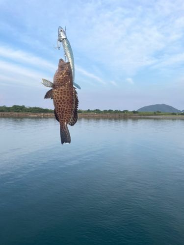 オオモンハタの釣果