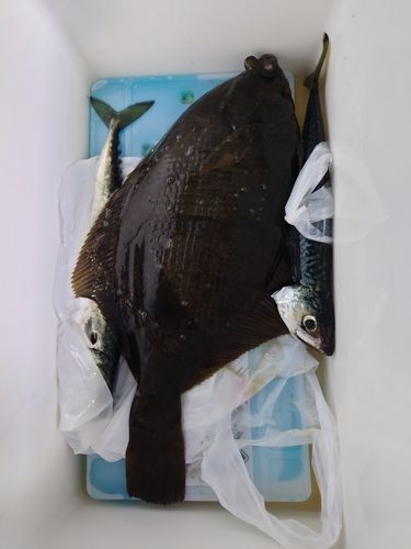 カレイの釣果