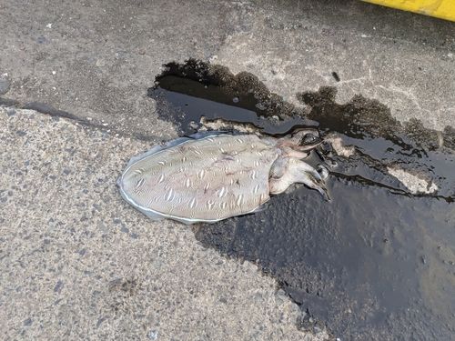 モンゴウイカの釣果