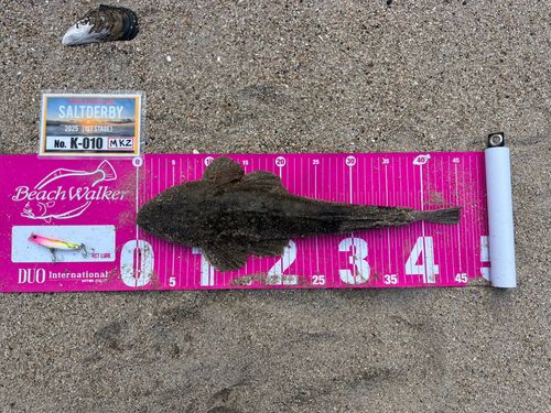 マゴチの釣果