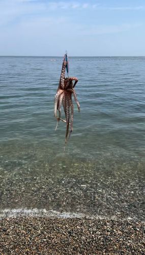 イイダコの釣果