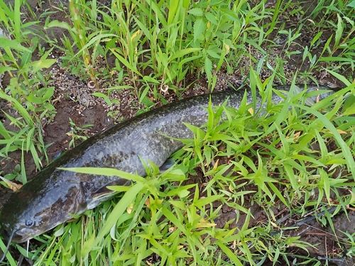 ナマズの釣果