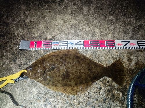 ヒラメの釣果