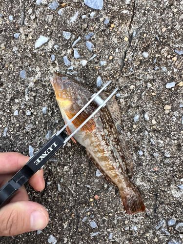 アイナメの釣果