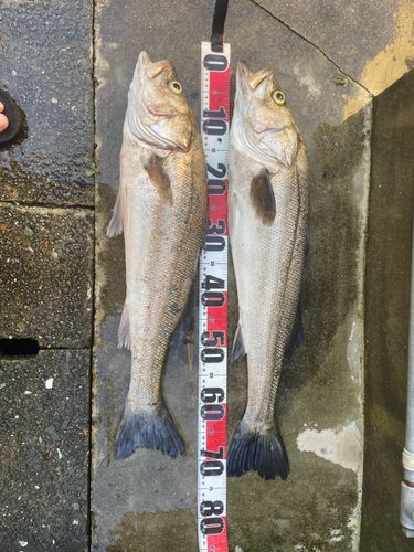 シーバスの釣果