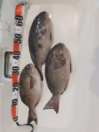 グレの釣果