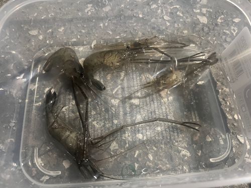 テナガエビの釣果