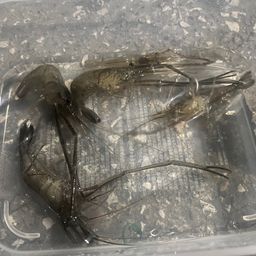 テナガエビ