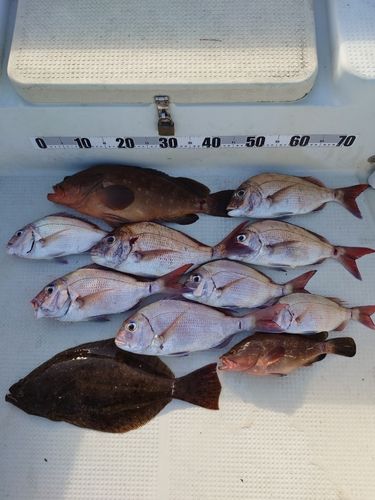 アコウの釣果