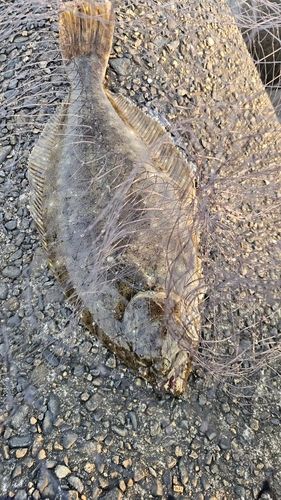 ヒラメの釣果