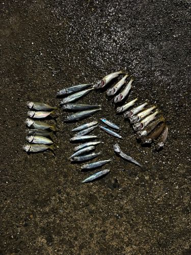 ウルメイワシの釣果