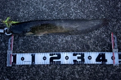 ナマズの釣果