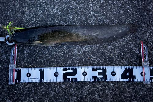 ナマズの釣果
