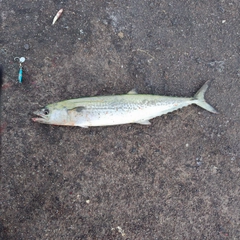 サゴシの釣果