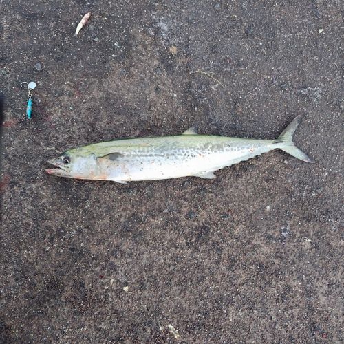 サゴシの釣果