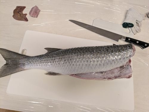 ボラの釣果