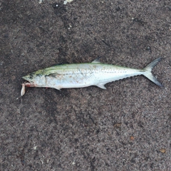 サゴシの釣果