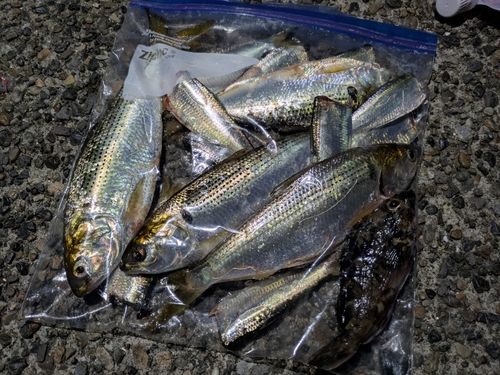 イワシの釣果