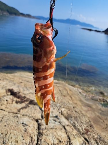 アカハタの釣果