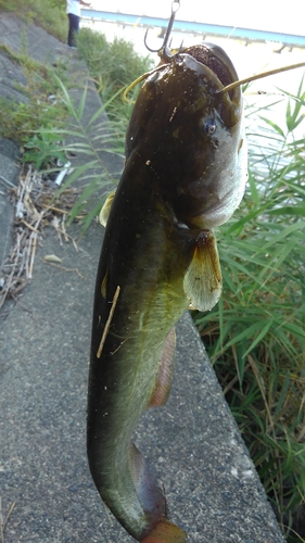 ナマズの釣果