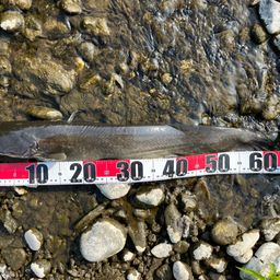 アメリカナマズ