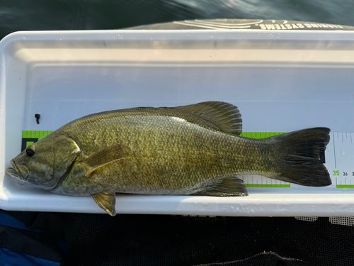 スモールマウスバスの釣果