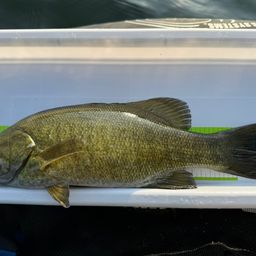 スモールマウスバス