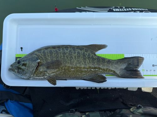 スモールマウスバスの釣果
