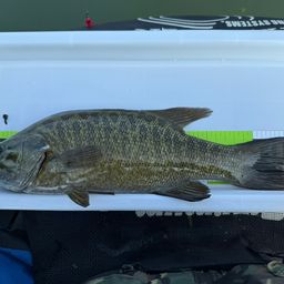 スモールマウスバス