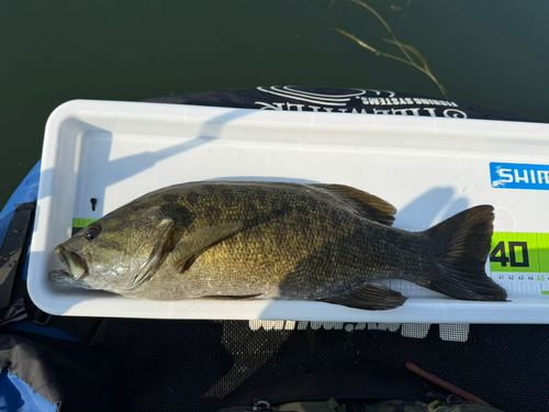 スモールマウスバスの釣果