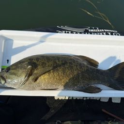 スモールマウスバス