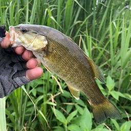 スモールマウスバス