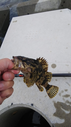 タケノコメバルの釣果