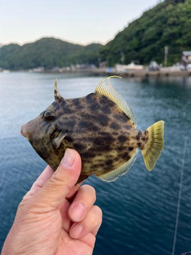 カワハギの釣果