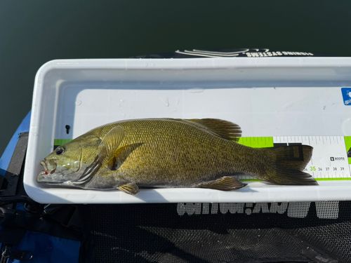 スモールマウスバスの釣果