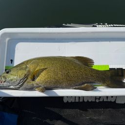 スモールマウスバス