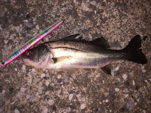 セイゴ（タイリクスズキ）の釣果