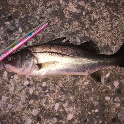 セイゴ（タイリクスズキ）