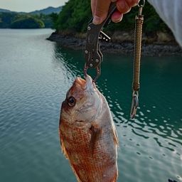 マダイ