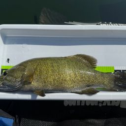 スモールマウスバス