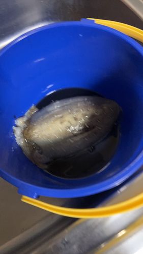 コウイカの釣果