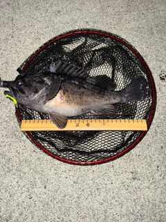 ソイの釣果
