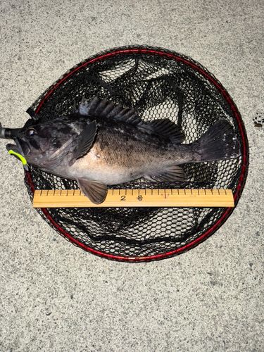 ソイの釣果