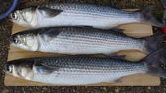 ボラの釣果
