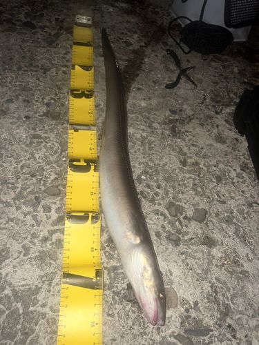 アナゴの釣果