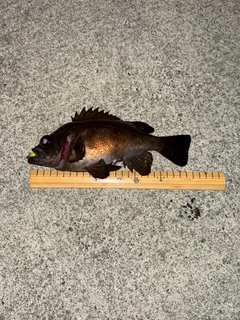 メバルの釣果