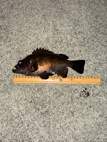 メバルの釣果