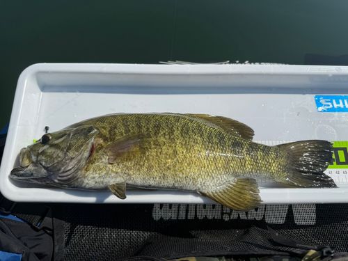 スモールマウスバスの釣果
