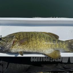 スモールマウスバス