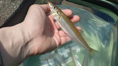 キスの釣果